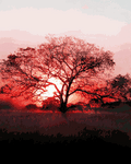 pic for Red Sunset Tree